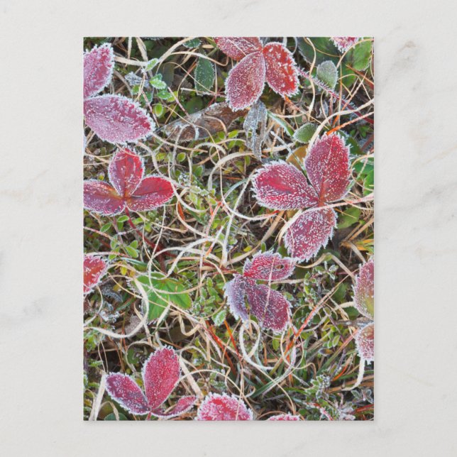 Frostgedeckte Blätter, Kanada Postkarte (Vorderseite)