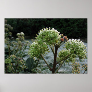 Frostige Foliage Poster