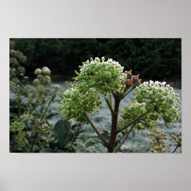 Frostige Foliage Poster (Vorne)