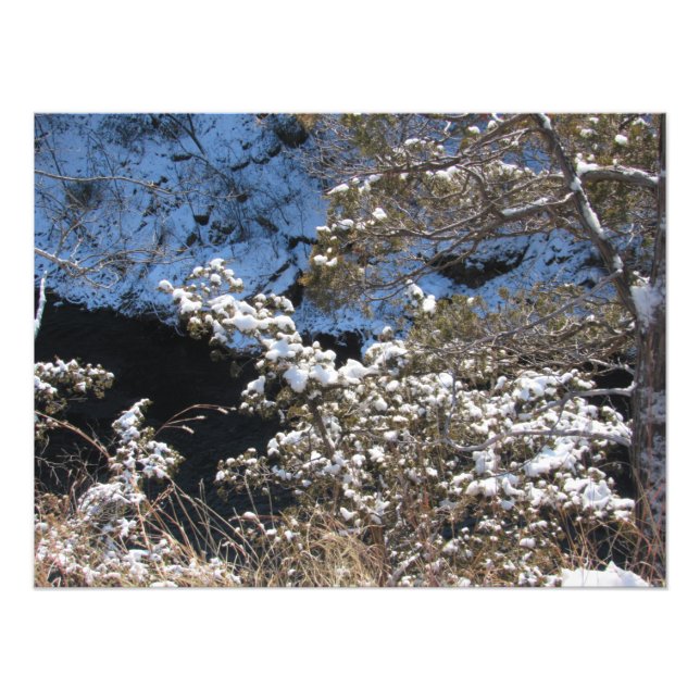 "Frostige Kiefern" Fotodruck (Vorne)