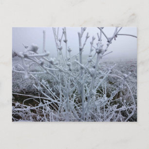 Frostige Pflanzen Winterlandschaft Postkarte