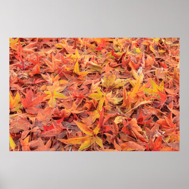 Frostiger Morgen, Mill Creek, WA, USA Poster (Vorne)