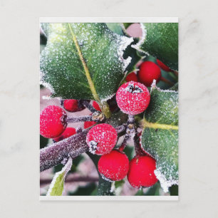 Frosty Holly Postkarte