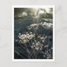 Frosty Morning in Cheshire Postcard