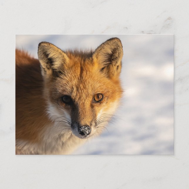 Frosty Nose Fox Postkarte (Vorderseite)