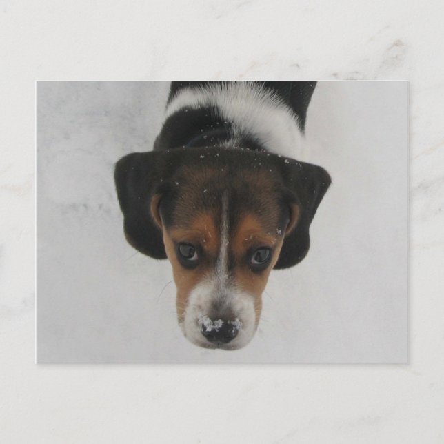 Frosty Nose Postkarte (Vorderseite)