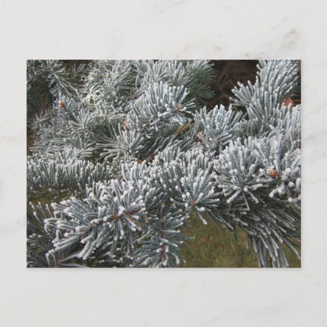 Frosty Spruce Postcard Postkarte (Vorderseite)