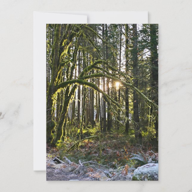 frosty sunlite moss einladung (Vorderseite)