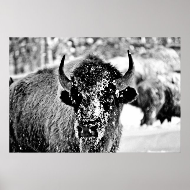 Frosty Yellowstone Bison Poster (Vorne)