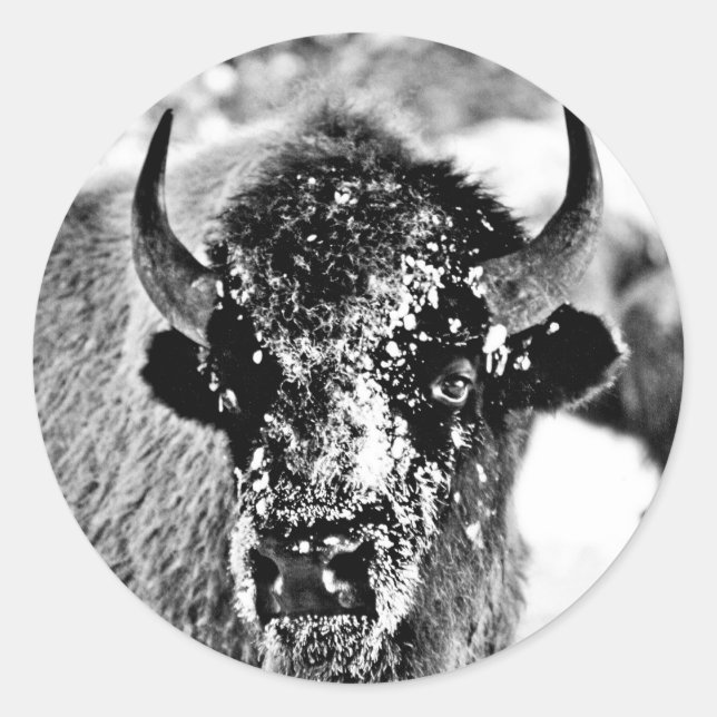 Frosty Yellowstone Bison Runder Aufkleber (Vorderseite)