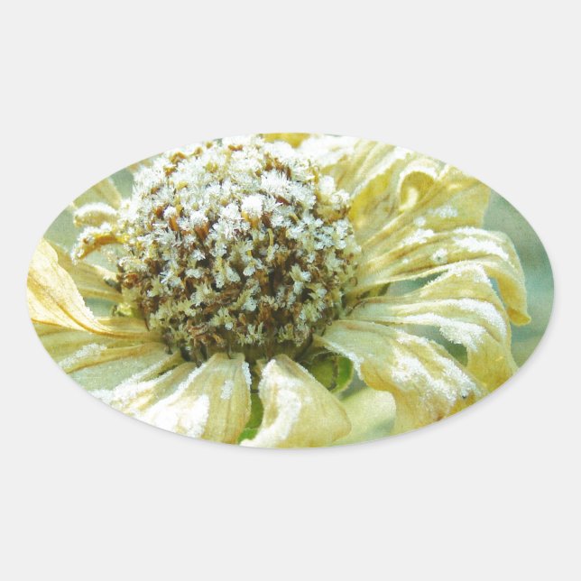 Frosty Zinna Ovaler Aufkleber (Vorderseite)