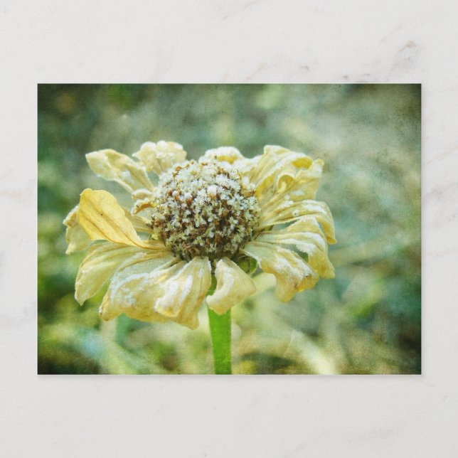 Frosty Zinna Postkarte (Vorderseite)