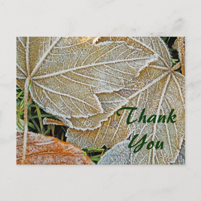 Frozen Ahorn Danke, Postcard Postkarte (Vorderseite)