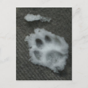 Frozen Cat's Paw Postkarte
