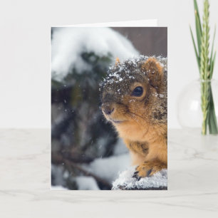 Frozen Nüsse werden bald gut Karte