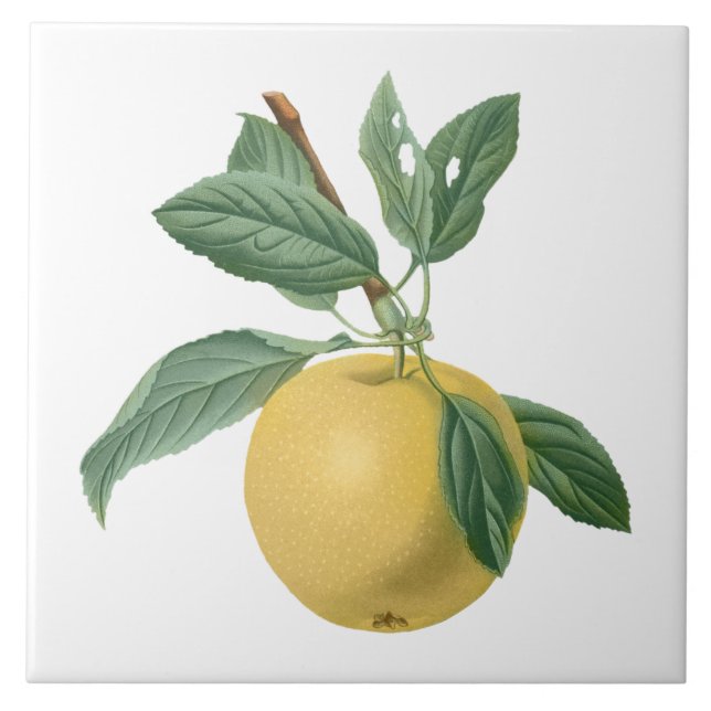 Frucht Apfel Botanische Illustration Fliese (Vorderseite)