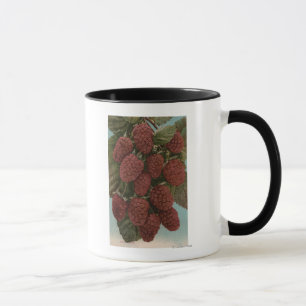Frucht Chromo Lithographie von LoganberriesState Tasse