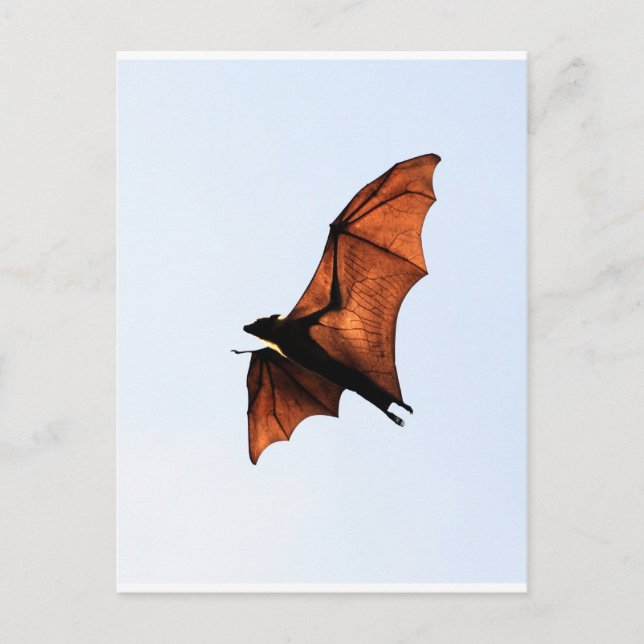 Fruchtbat (Fliegenfuchs) Postkarte (Vorderseite)