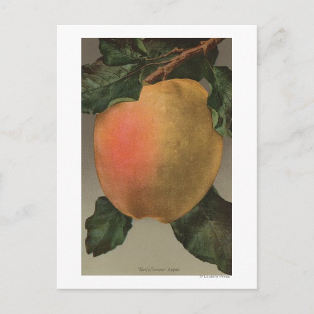 Fruchtchthromlithograph von Belleflower Apple Postkarte (Vorderseite)