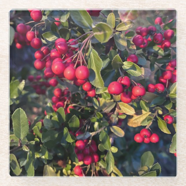 Früchte des Herbst Glasuntersetzer (Vorderseite)