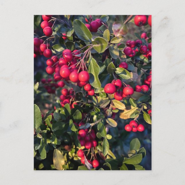 Früchte des Herbst Postkarte (Vorderseite)