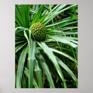 Früchte mit Schraubenkiefer oder Hala Poster