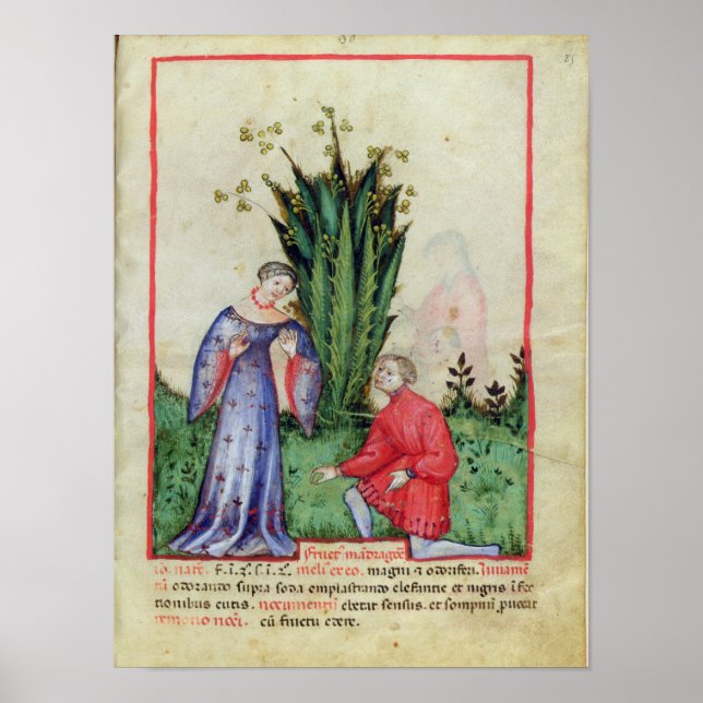 Früchte von Mandrake, von 'Tacuinum Sanitatis' Poster (Vorne)