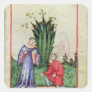 Früchte von Mandrake, von 'Tacuinum Sanitatis' Quadratischer Aufkleber
