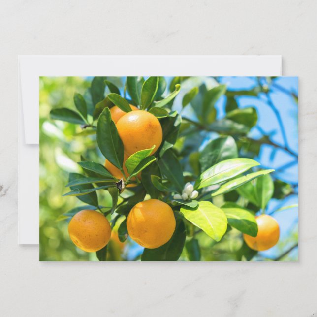 Fruchtender Orangenbaum Dankeskarte (Vorderseite)