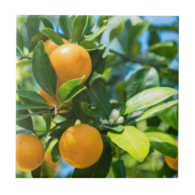 Fruchtender Orangenbaum Fliese (Vorderseite)