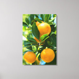 Fruchtender Orangenbaum Leinwanddruck