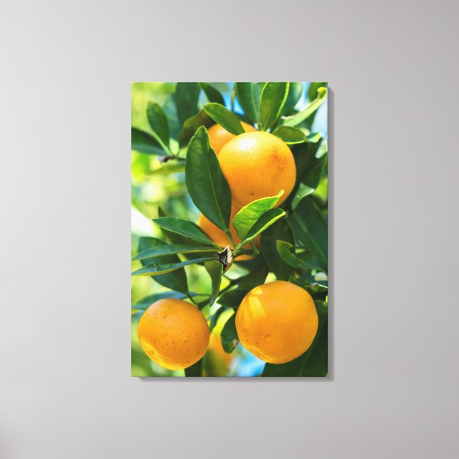 Fruchtender Orangenbaum Leinwanddruck (Vorderseite)