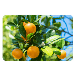 Fruchtender Orangenbaum Magnet