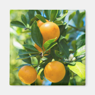 Fruchtender Orangenbaum Magnet