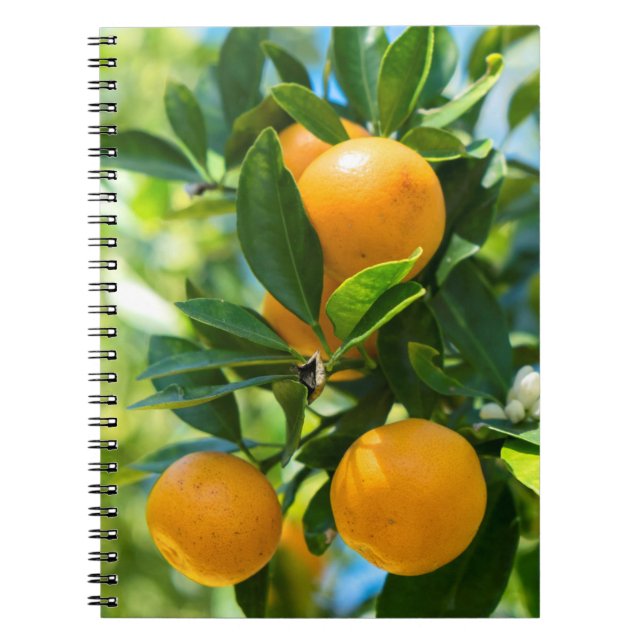 Fruchtender Orangenbaum Notizblock (Vorderseite)