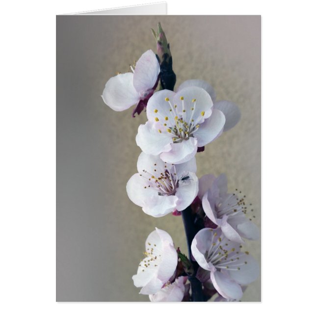 früh am Morgen (Vorne)