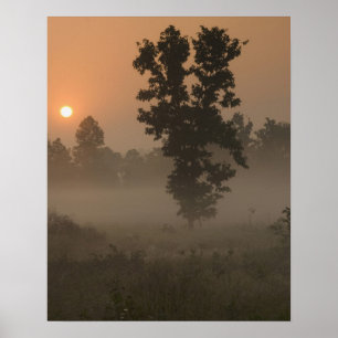 Früh Morgen, aufgehende Sonne und Erdnebel Poster