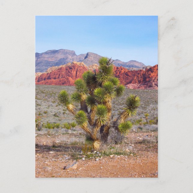 Früh morgendliches Licht am Roten Felsen Canyon Postkarte (Vorderseite)
