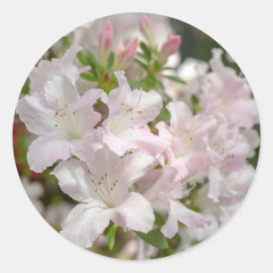 Frühblühende rosa Azaleenblüten Runder Aufkleber
