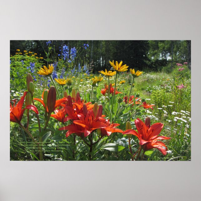 Frühe Sommergärten, Burnt Orange Asiatic Lilies Poster (Vorne)