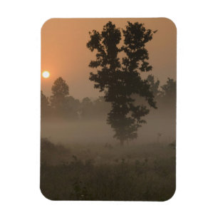 Früher Morgen, aufgehende Sonne und Bodennebel Magnet