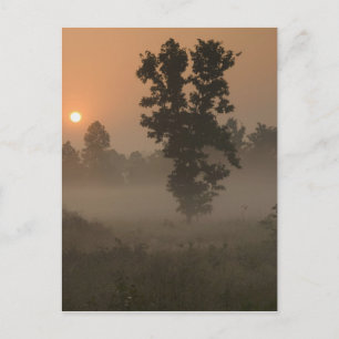 Früher Morgen, aufgehende Sonne und Bodennebel Postkarte