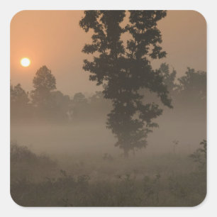 Früher Morgen, aufgehende Sonne und Bodennebel Quadratischer Aufkleber