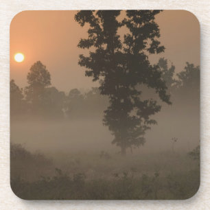 Früher Morgen, aufgehende Sonne und Bodennebel Untersetzer