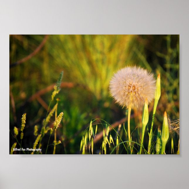 Früher Sommer-Western-Salsify Poster (Vorne)
