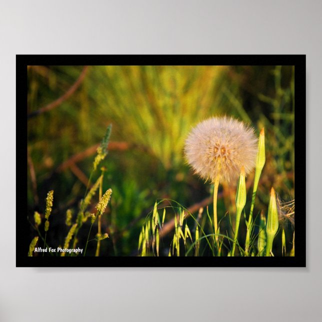 Früher Sommer-Western-Salsify Poster (Vorne)
