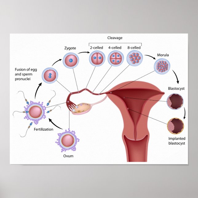 Frühes Entwicklungspaket für den Menschen Poster (Vorne)