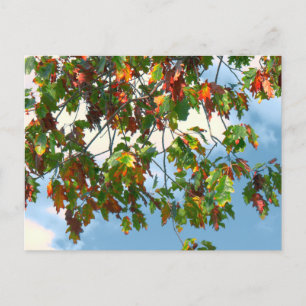 Frühherbst - Ahorn Postkarte