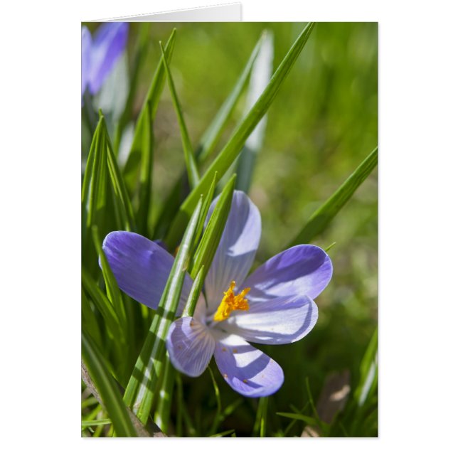 Frühjahr (Vorne)