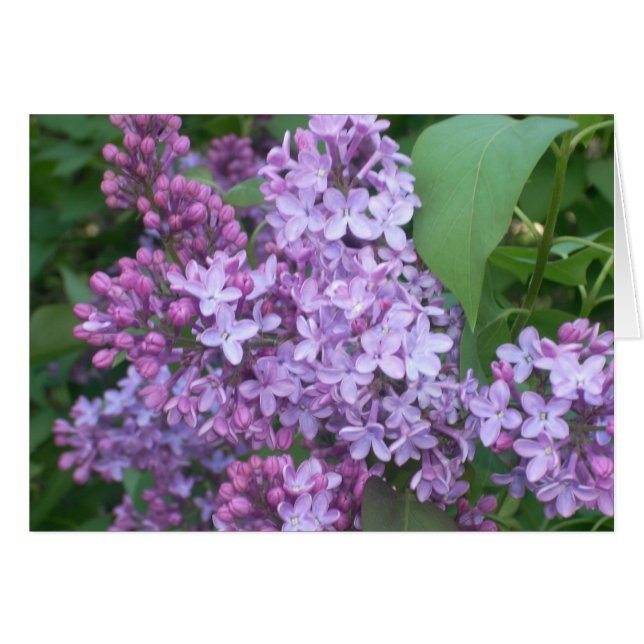 Frühjahr 4 (Vorderseite (Horizontal))